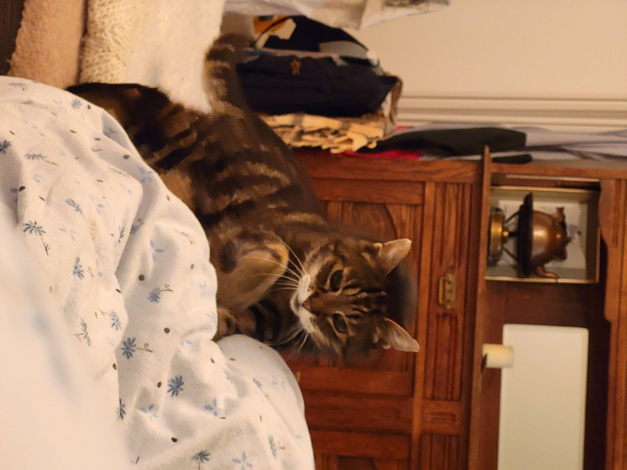 Enzo a rejoint le concours — aidez-le/la à gagner de superbes lots ! bedding, brown, carnivore, cat, comfort, domestic_short_haired_cat, door, fawn, felidae, fur, grey, hardwood, linens, pattern, room, small_to_medium_sized_cats, tail, whiskers, wood, wood_stain