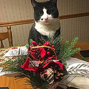 Oreo joined the competition — help win amazing prizes! cat, tuxedo_cat, holiday_decoration, pine_branches, pine_cone, red_berries, wooden_table, chair, indoor, wallpaper, festive, greenery, plant_arrangement, pet, animal, feline, tabletop, closeup, domestic_cat, seasonal
