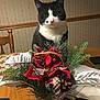 cat, tuxedo_cat, holiday_decoration, pine_branches, pine_cone, red_berries, wooden_table, chair, indoor, wallpaper, festive, greenery, plant_arrangement, pet, animal, feline, tabletop, closeup, domestic_cat, seasonal