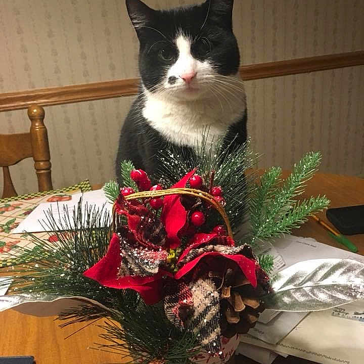 Oreo joined the competition — help win amazing prizes! animal, cat, chair, closeup, domestic_cat, feline, festive, greenery, holiday_decoration, indoor, pet, pine_branches, pine_cone, plant_arrangement, red_berries, seasonal, tabletop, tuxedo_cat, wallpaper, wooden_table