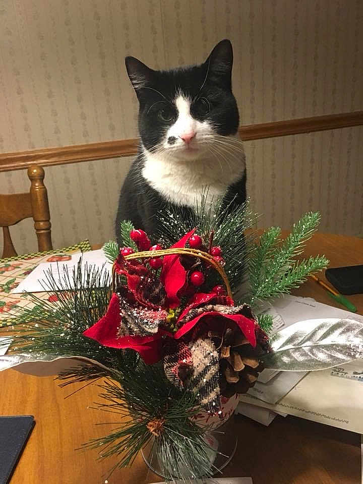 Oreo joined the competition — help win amazing prizes! cat, tuxedo_cat, holiday_decoration, pine_branches, pine_cone, red_berries, wooden_table, chair, indoor, wallpaper, festive, greenery, plant_arrangement, pet, animal, feline, tabletop, closeup, domestic_cat, seasonal