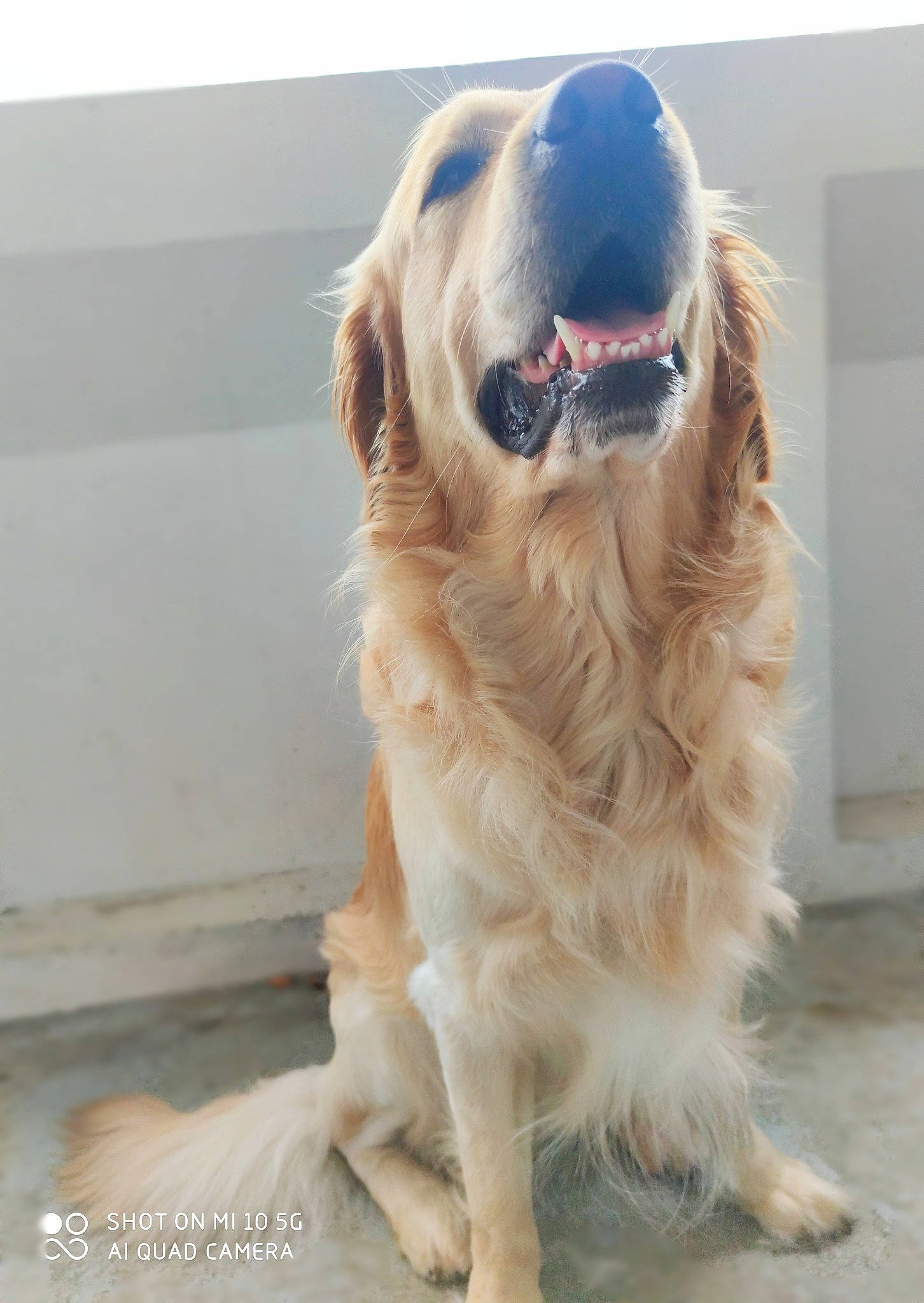 Zaïko participe au concours pour gagner de l'argent avec cette photo : canidae, carnivore, collar, companion_dog, dog, dog_breed, dog_collar, fang, fawn, fur, gun_dog, liver, pet_supply, snout, sporting_group, whiskers, working_animal, working_dog