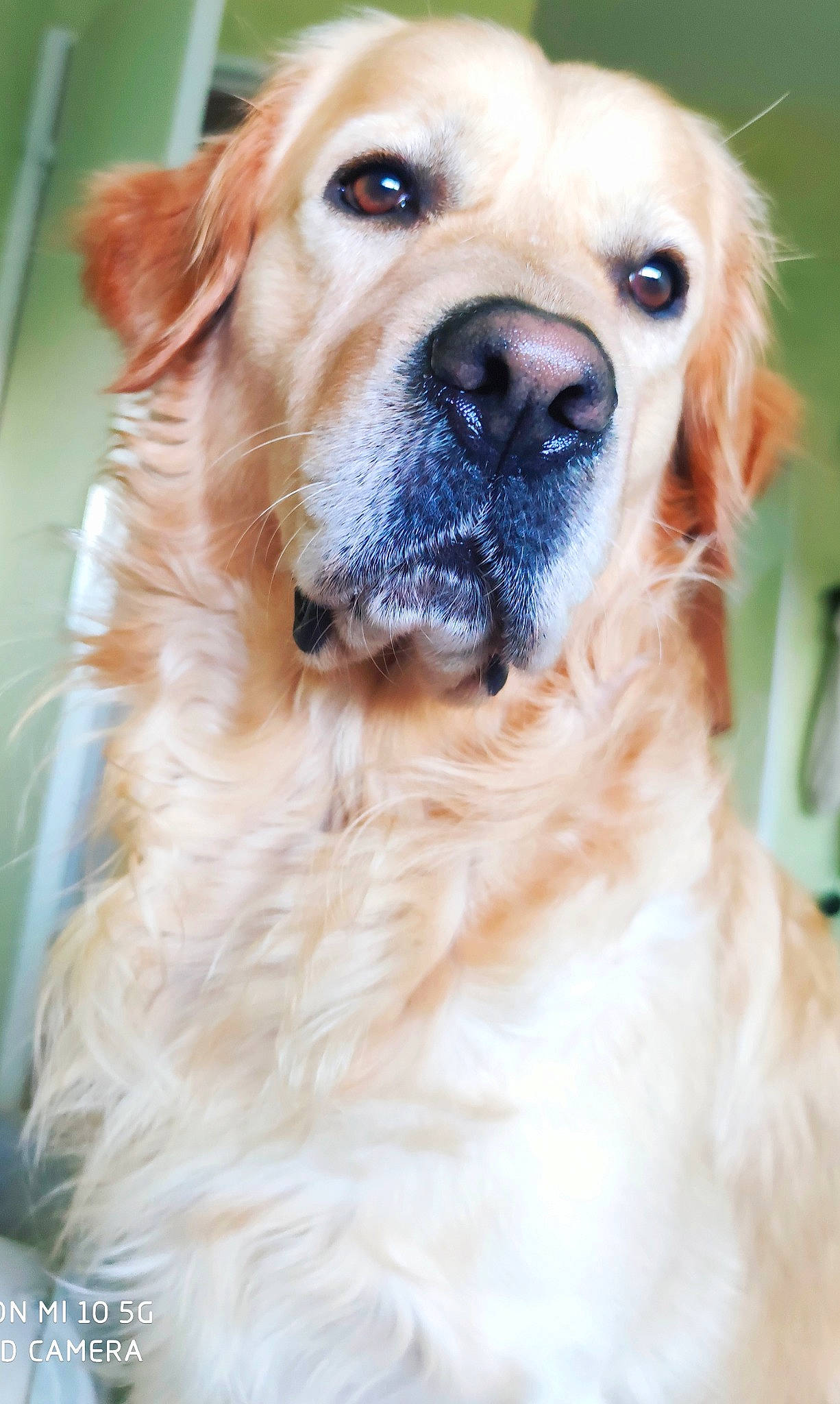 Zaïko a rejoint le concours — aidez-le/la à gagner de superbes lots ! ancient_dog_breeds, canidae, carnivore, close_up, collar, companion_dog, dog, dog_breed, dog_collar, fawn, firefighter, fur, grass, iris, labrador_retriever, plant, snout, sporting_group, whiskers, working_dog