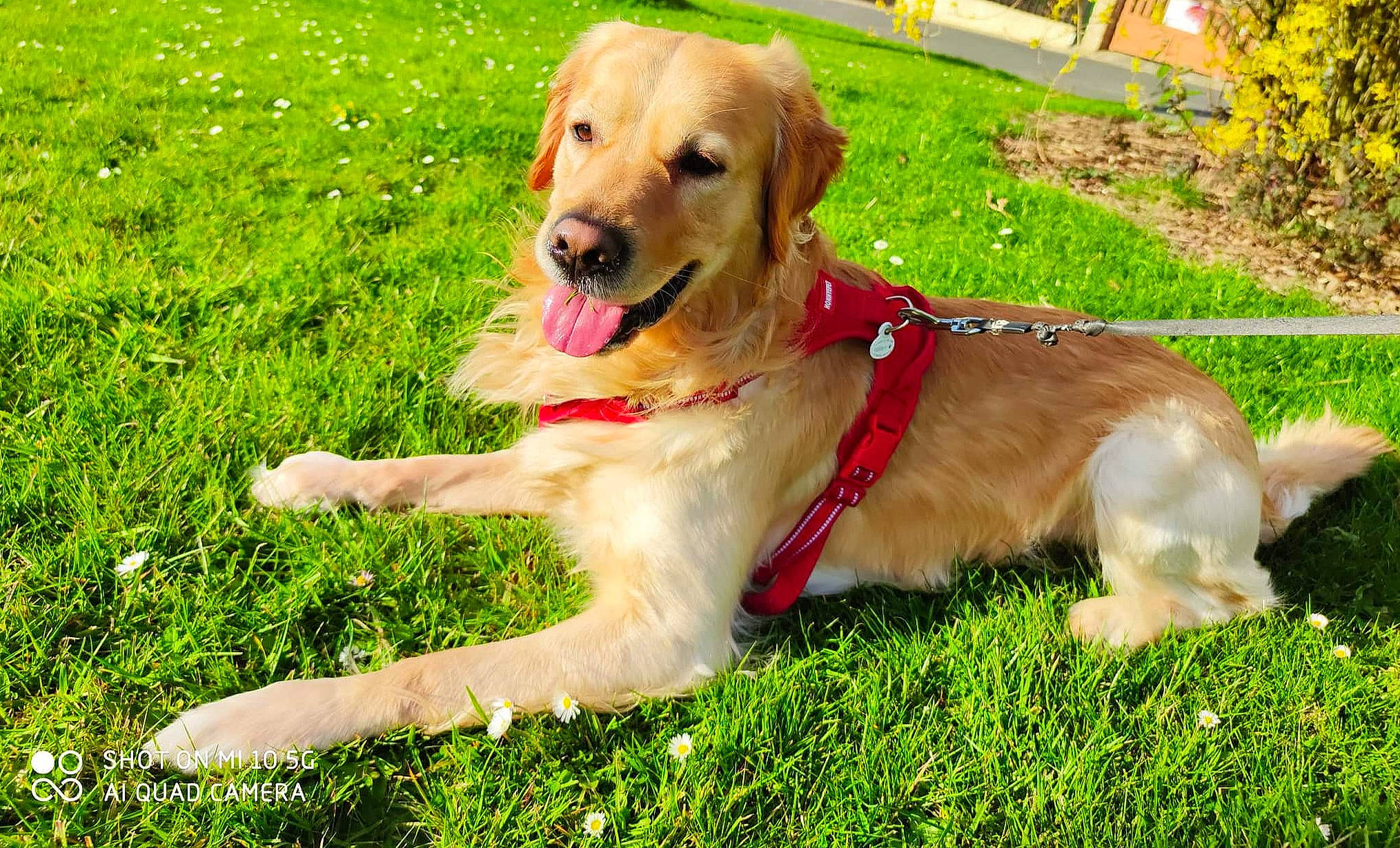 Zaïko a rejoint le concours — aidez-le/la à gagner de superbes lots ! carnivore, collar, companion_dog, dog, dog_breed, dog_collar, fawn, golden_retriever, grass, groundcover, guard_dog, gun_dog, lawn, leash, plant, retriever, sporting_group, tail, tree, working_animal