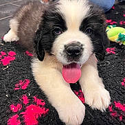Appy a rejoint le concours — aidez-le/la à gagner de superbes lots ! puppy, dog, tongue_out, black_and_white, fluffy, cute, indoor, person, jeans, purple_shirt, carpet, texture, floor, toy, pet, animal, young, close_up, portrait, relaxed