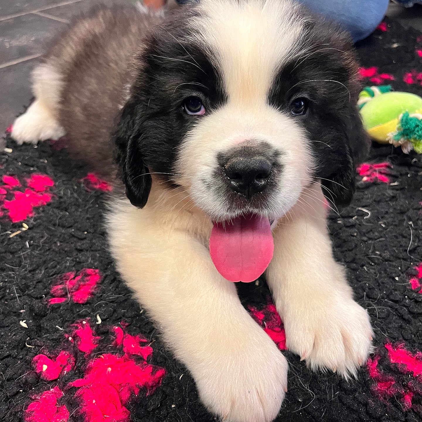 Appy a rejoint le concours — aidez-le/la à gagner de superbes lots ! animal, black_and_white, carpet, close_up, cute, dog, floor, fluffy, indoor, jeans, person, pet, portrait, puppy, purple_shirt, relaxed, texture, tongue_out, toy, young