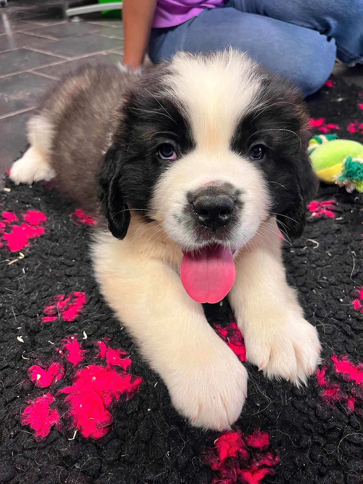 Appy a rejoint le concours — aidez-le/la à gagner de superbes lots ! puppy, dog, tongue_out, black_and_white, fluffy, cute, indoor, person, jeans, purple_shirt, carpet, texture, floor, toy, pet, animal, young, close_up, portrait, relaxed