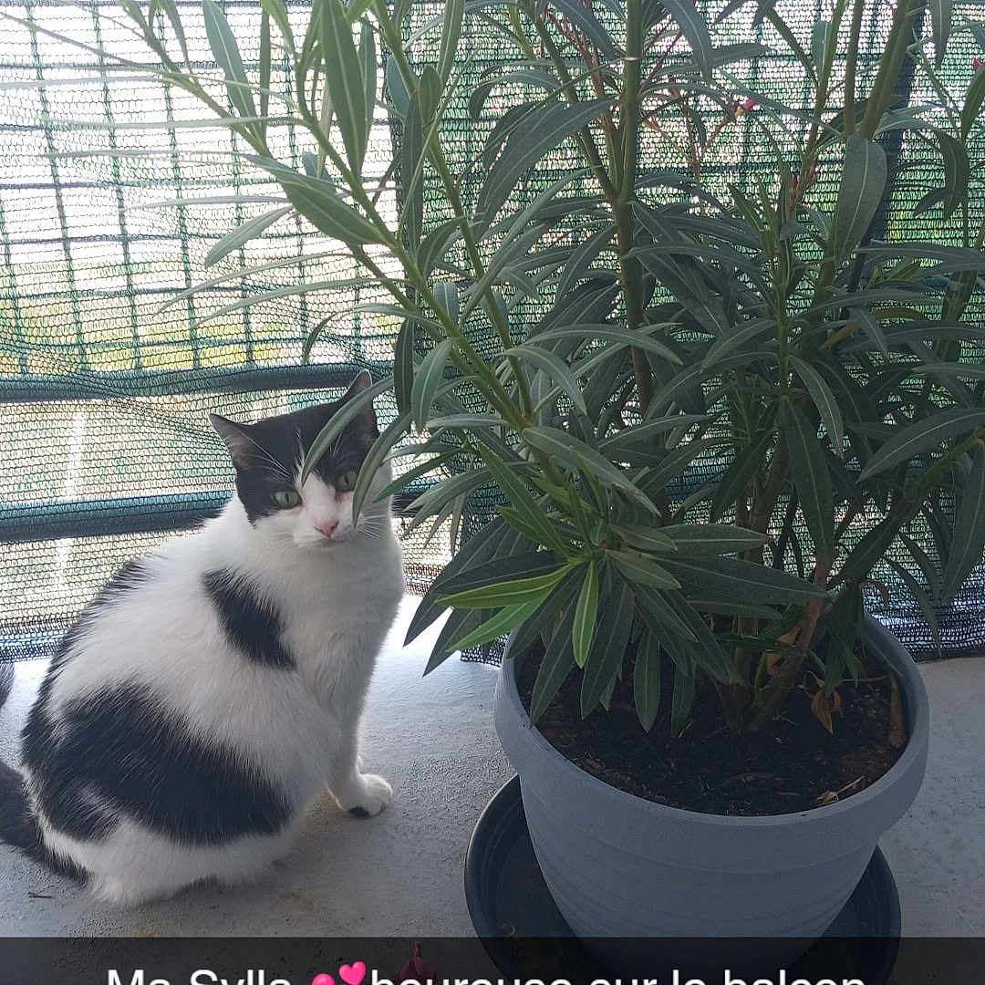 Sylla