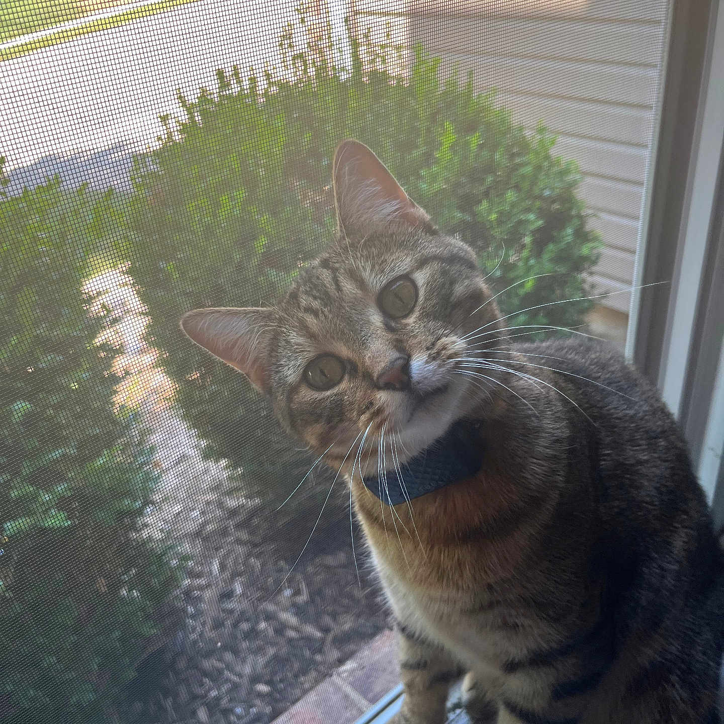 Tiger joined the competition — help win amazing prizes! abyssinian, animal, backyard, cat, grass, herbal, herbs, jar, kitten, manx, nature, outdoors, pet, plant, pottedplant, tree, vegetation, window, windowsill, yard