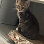 Gribouille a rejoint le concours — aidez-le/la à gagner de superbes lots ! kitten, cat, indoor, pet, cute, animal, sitting, scratch_pad, floral_pattern, whiskers, curious, floor, bin, feline, young, small, fur, tabby, looking, domestic