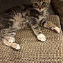 alert, animal, cat, closeup, curious, cute, feline, fur, indoor, kitten, paws, pet, playful, resting, scratch_pad, small, tabby, texture, whiskers, young_animal