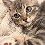 Gribouille participe au concours pour gagner de l'argent avec cette photo : animal, blanket, cat, close_up, curious, cute, domestic, eyes, feline, fur, indoor, kitten, paw, pet, resting, sleepy, small, soft_texture, whiskers, young