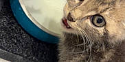 Gribouille a rejoint le concours — aidez-le/la à gagner de superbes lots ! kitten, cat, milk, bowl, curious, feline, whiskers, eyes, fur, indoor, pet, animal, closeup, face, mouth, floor, drink, cute, young, tabby