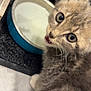 kitten, cat, milk, bowl, curious, feline, whiskers, eyes, fur, indoor, pet, animal, closeup, face, mouth, floor, drink, cute, young, tabby