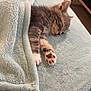 animal, blanket, comfort, cozy, cute, feline, fur, indoor, kitten, nap, paw, peaceful, pet, relaxing, resting, sleeping, small, soft, tabby, tucked_in