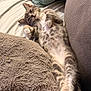 Gribouille participe au concours pour gagner de l'argent avec cette photo : animal, bed, cat, claws, couch, cozy, cute, fluffy, fur, indoor, kitten, mammal, pet, pillow, relaxed, resting, sleepy, soft, tabby, whiskers