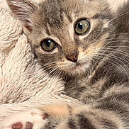 Gribouille a rejoint le concours — aidez-le/la à gagner de superbes lots ! animal, blanket, cat, close_up, curious, cute, domestic, eyes, feline, fur, indoor, kitten, paw, pet, resting, sleepy, small, soft_texture, whiskers, young
