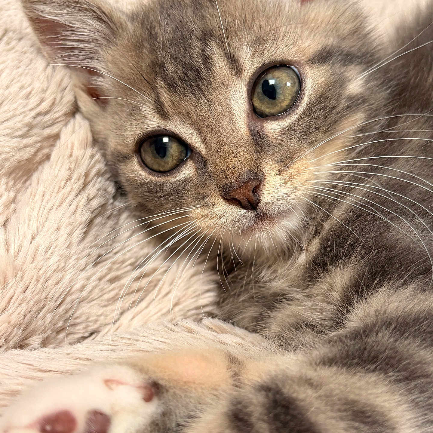 Gribouille a rejoint le concours — aidez-le/la à gagner de superbes lots ! animal, blanket, cat, close_up, curious, cute, domestic, eyes, feline, fur, indoor, kitten, paw, pet, resting, sleepy, small, soft_texture, whiskers, young