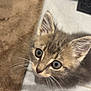 Gribouille a rejoint le concours — aidez-le/la à gagner de superbes lots ! kitten, cat, indoor, floor, rug, whiskers, curious, pet, animal, closeup, fur, ears, eyes, domestic, cute, young, looking_up, tabby, small, mammal