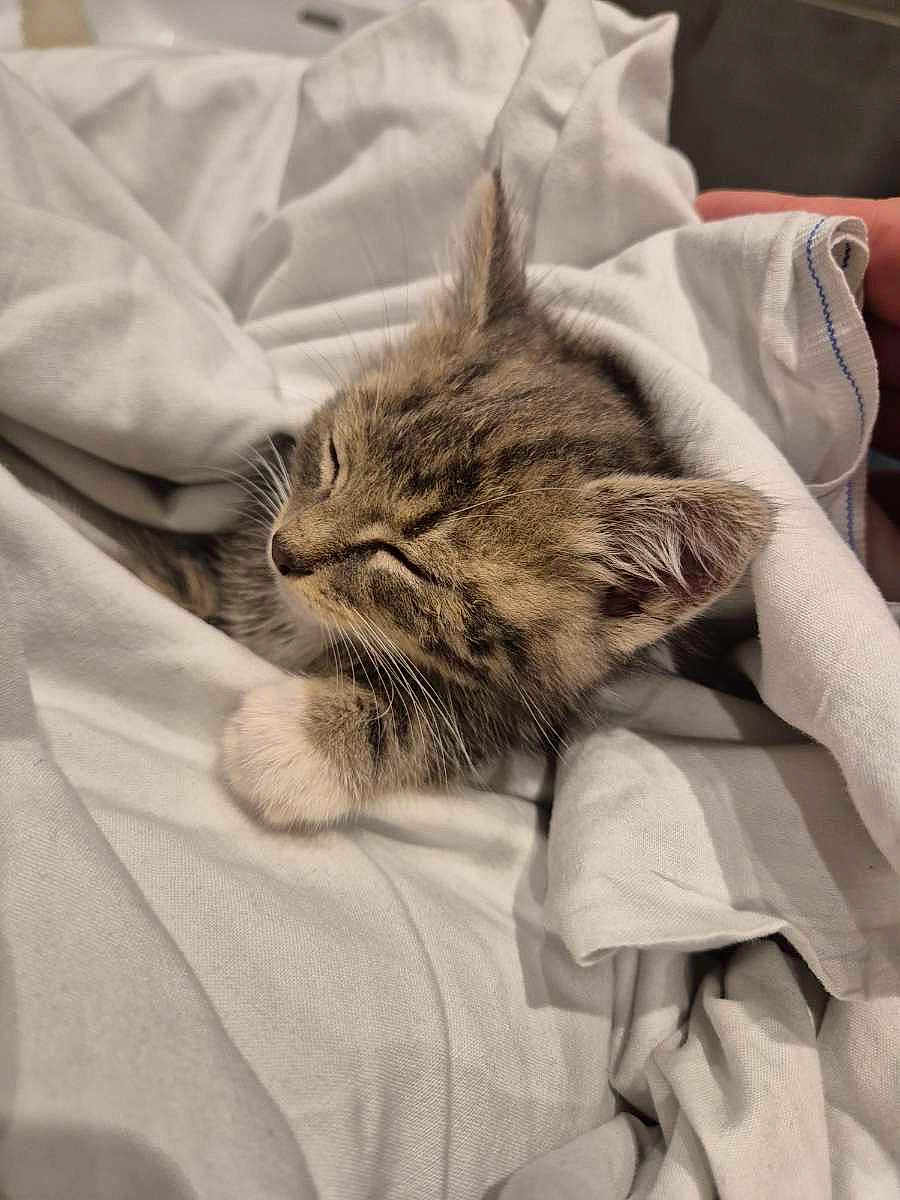 Gribouille a rejoint le concours — aidez-le/la à gagner de superbes lots ! kitten, cat, sleeping, tabby, paw, fur, whiskers, ears, closed_eyes, blanket, white_sheet, cozy, resting, cute, pet, indoor, soft, comfort, small, nap