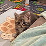 animal, blanket, carpet, cat, cozy, curious, cute, ears, eyes, fur, home, indoor, kitten, pet, playful, resting, small, soft, turtle_mat, young