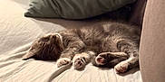 Gribouille participe au concours pour gagner de l'argent avec cette photo : cat, comfort, couch, cozy, cute, domestic_animal, feline, fur, indoor, kitten, nap, paw, peaceful, pet, pillow, relaxation, resting, sleeping, soft_light, white_sheet
