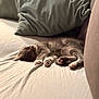 cat, comfort, couch, cozy, cute, domestic_animal, feline, fur, indoor, kitten, nap, paw, peaceful, pet, pillow, relaxation, resting, sleeping, soft_light, white_sheet