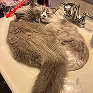 Puddy And Rags is registered to the contest to win money with this photo: cat, cats, fluffy, sink, bathroom, toothbrush, toothpaste, brush, faucet, sleeping, snuggling, cute, pet, domestic_animal, fur, whiskers, relaxing, cozy, tail, nap
