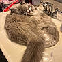 cat, cats, fluffy, sink, bathroom, toothbrush, toothpaste, brush, faucet, sleeping, snuggling, cute, pet, domestic_animal, fur, whiskers, relaxing, cozy, tail, nap
