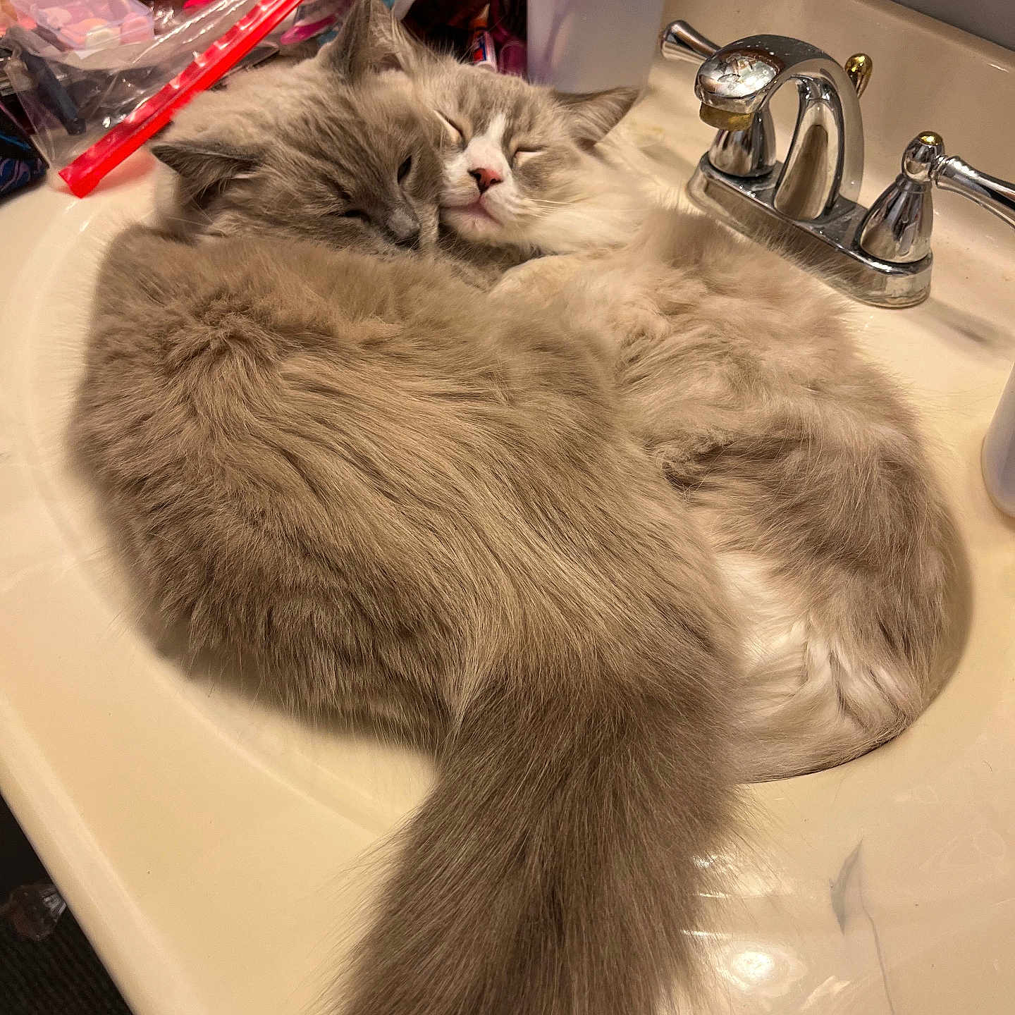 Puddy And Rags is registered to the contest to win money with this photo: bathroom, brush, cat, cats, cozy, cute, domestic_animal, faucet, fluffy, fur, nap, pet, relaxing, sink, sleeping, snuggling, tail, toothbrush, toothpaste, whiskers
