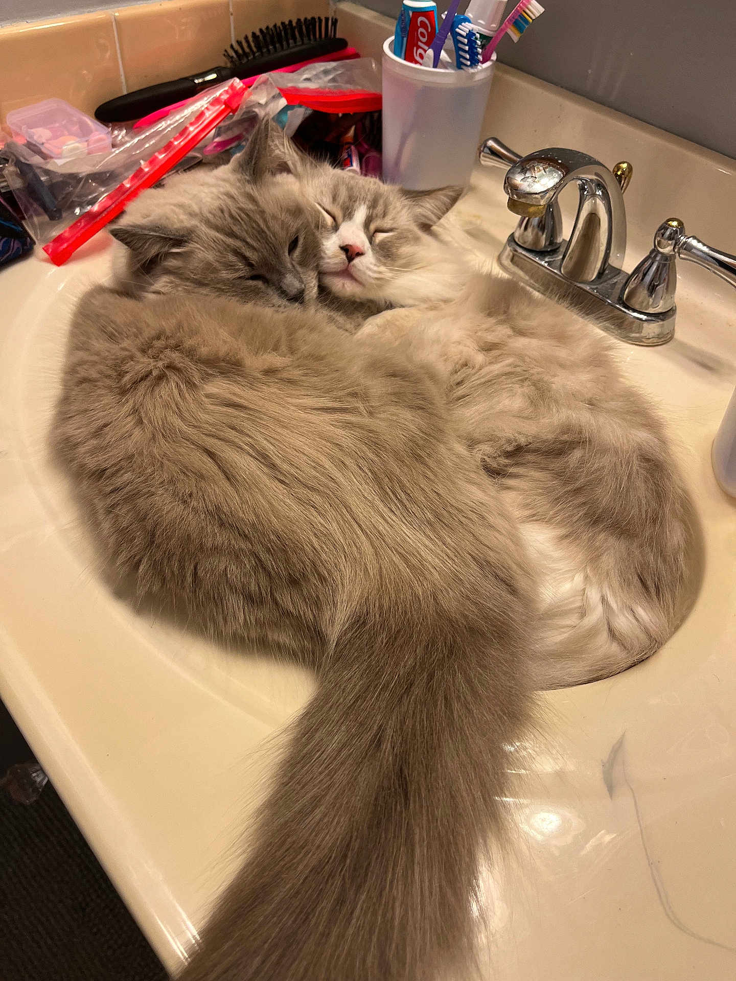 Puddy And Rags is registered to the contest to win money with this photo: cat, cats, fluffy, sink, bathroom, toothbrush, toothpaste, brush, faucet, sleeping, snuggling, cute, pet, domestic_animal, fur, whiskers, relaxing, cozy, tail, nap