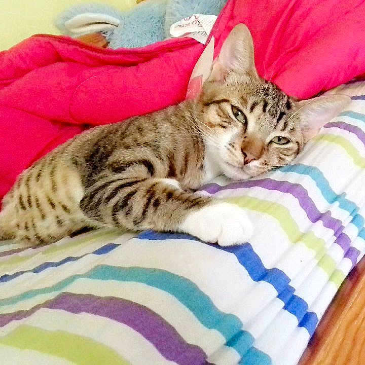 Kyubi