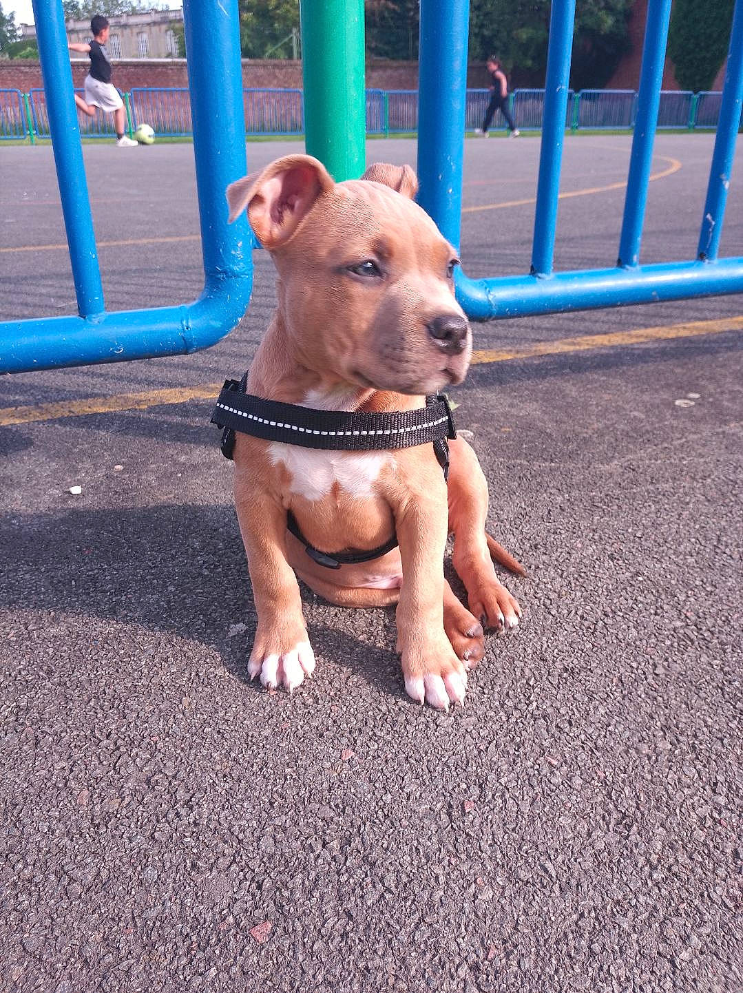 Vidar participe au concours pour gagner de l'argent avec cette photo : asphalt, canidae, carnivore, collar, companion_dog, dog, dog_breed, dog_clothes, dog_collar, dog_supply, electric_blue, fawn, leash, pet_supply, road_surface, sidewalk, snout, sporting_group, tail, working_animal