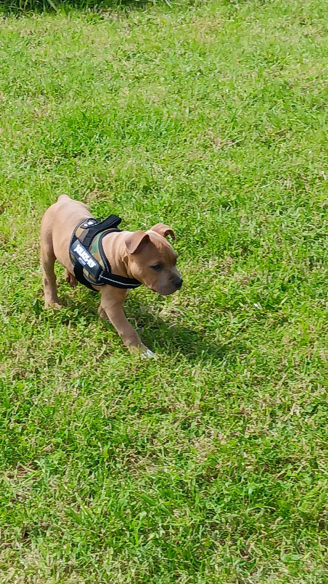 Vidar a rejoint le concours — aidez-le/la à gagner de superbes lots ! ball, canidae, carnivore, companion_dog, dog, dog_breed, dog_clothes, dog_supply, fawn, grass, grassland, groundcover, pasture, pet_supply, plant, snout, sporting_group, tail, terrestrial_animal, working_animal