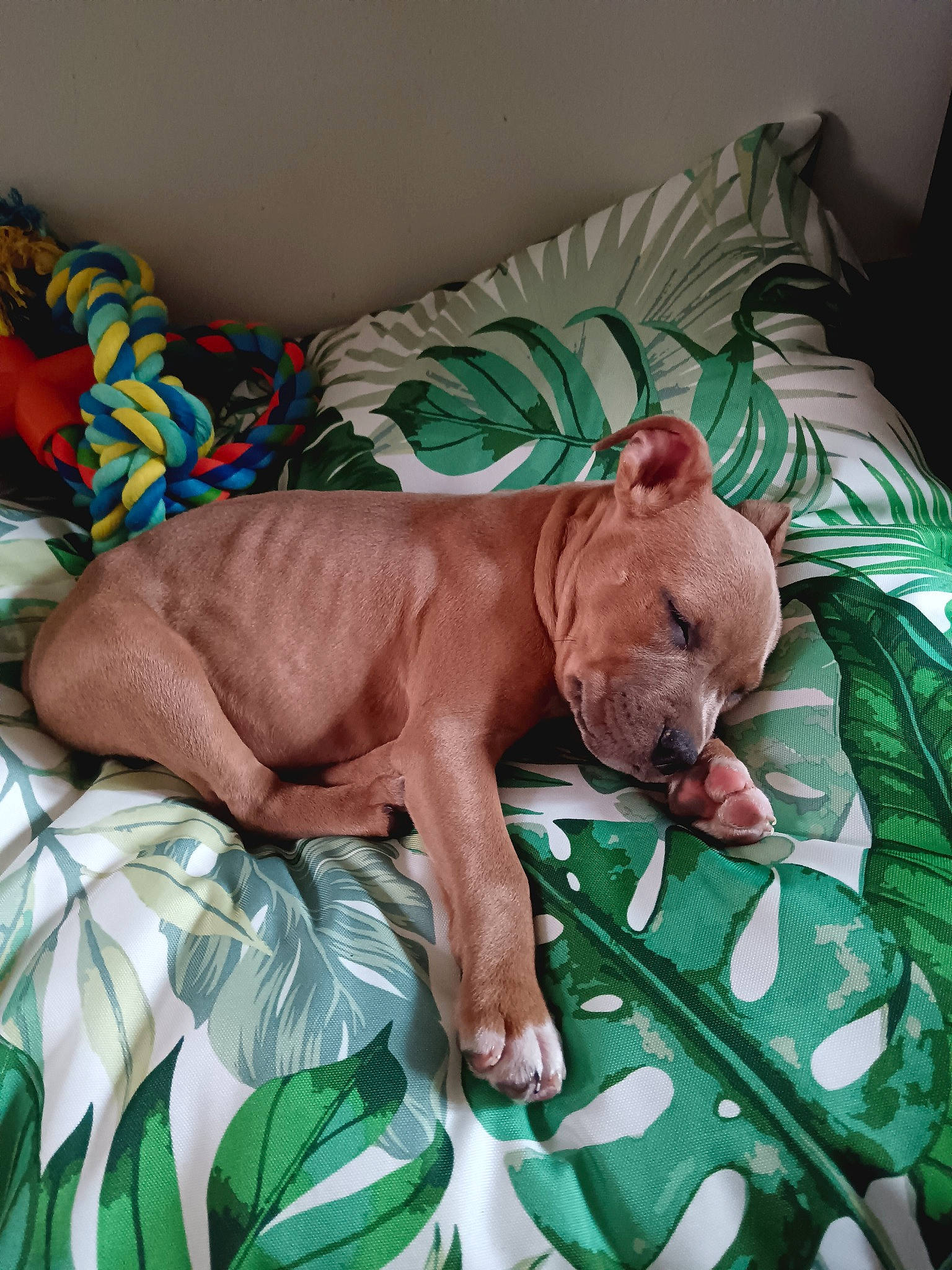 Vidar a rejoint le concours — aidez-le/la à gagner de superbes lots ! bed_sheet, bedding, canidae, carnivore, comfort, companion_dog, dog, dog_breed, dog_supply, fawn, felidae, linens, liver, nap, room, snout, sporting_group, terrestrial_animal, working_animal, wrinkle