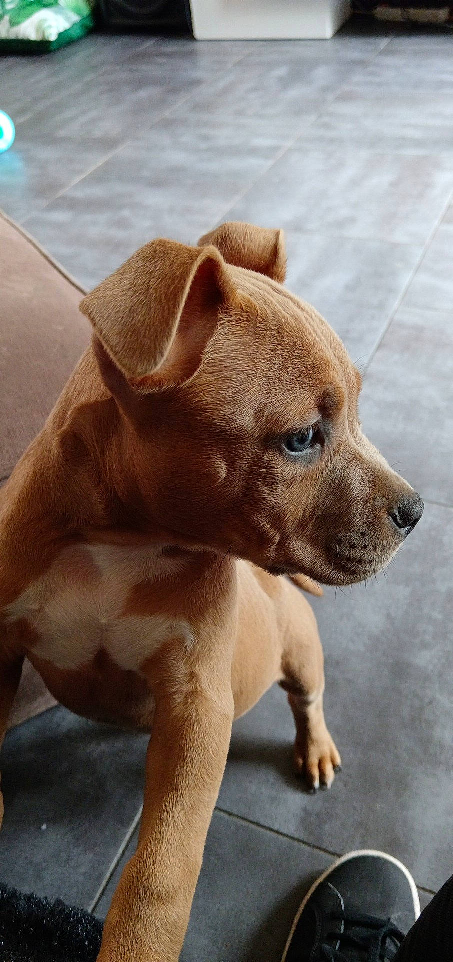 Vidar a rejoint le concours — aidez-le/la à gagner de superbes lots ! canidae, carnivore, chihuahua, collar, companion_dog, dog, dog_breed, dog_collar, ear, eye, fawn, fur, liver, paw, sporting_group, tail, terrestrial_animal, toy_dog, whiskers, working_animal