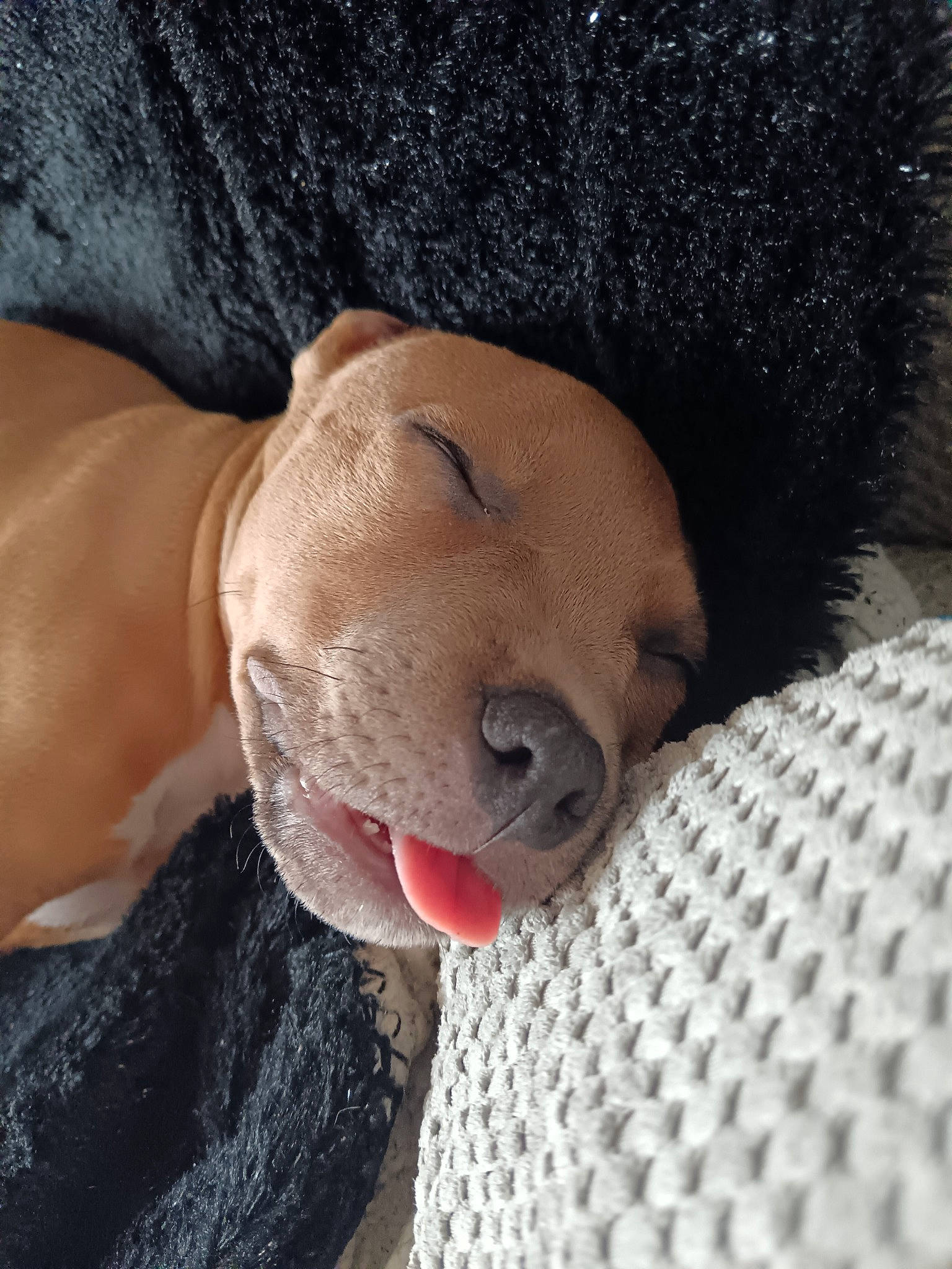 Vidar a rejoint le concours — aidez-le/la à gagner de superbes lots ! canidae, carnivore, comfort, companion_dog, dog, dog_breed, fawn, fur, hat, human_leg, linens, nose, plush, selfie, snout, sporting_group, stuffed_toy, toy, whiskers, working_animal