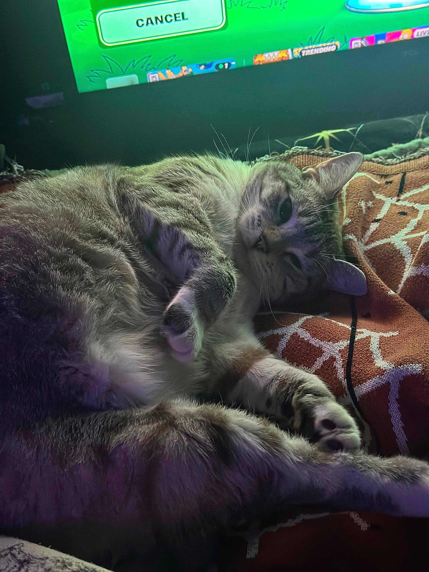 Koda joined the competition — help win amazing prizes! cat, animal, pet, feline, blanket, indoor, resting, sleepy, fur, paw, whiskers, television, screen, green, pattern, cozy, relaxing, closeup, home, couch