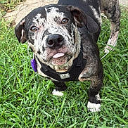 Dotty Ann joined the competition — help win amazing prizes! animal, brindle, canine, closeup, collar, cute, daylight, dog, ears, friendly, fur, grass, harness, nature, outdoor, pet, playful, snout, tongue_out, walking
