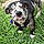 Dotty Ann