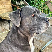 Janak participe au concours pour gagner de l'argent avec cette photo : dog, gray_dog, outdoor, wooden_deck, garden, greenery, chair, table, pet, animal, side_view, brown_eyes, fur, ears, snout, calm, sitting, daylight, nature, relaxation