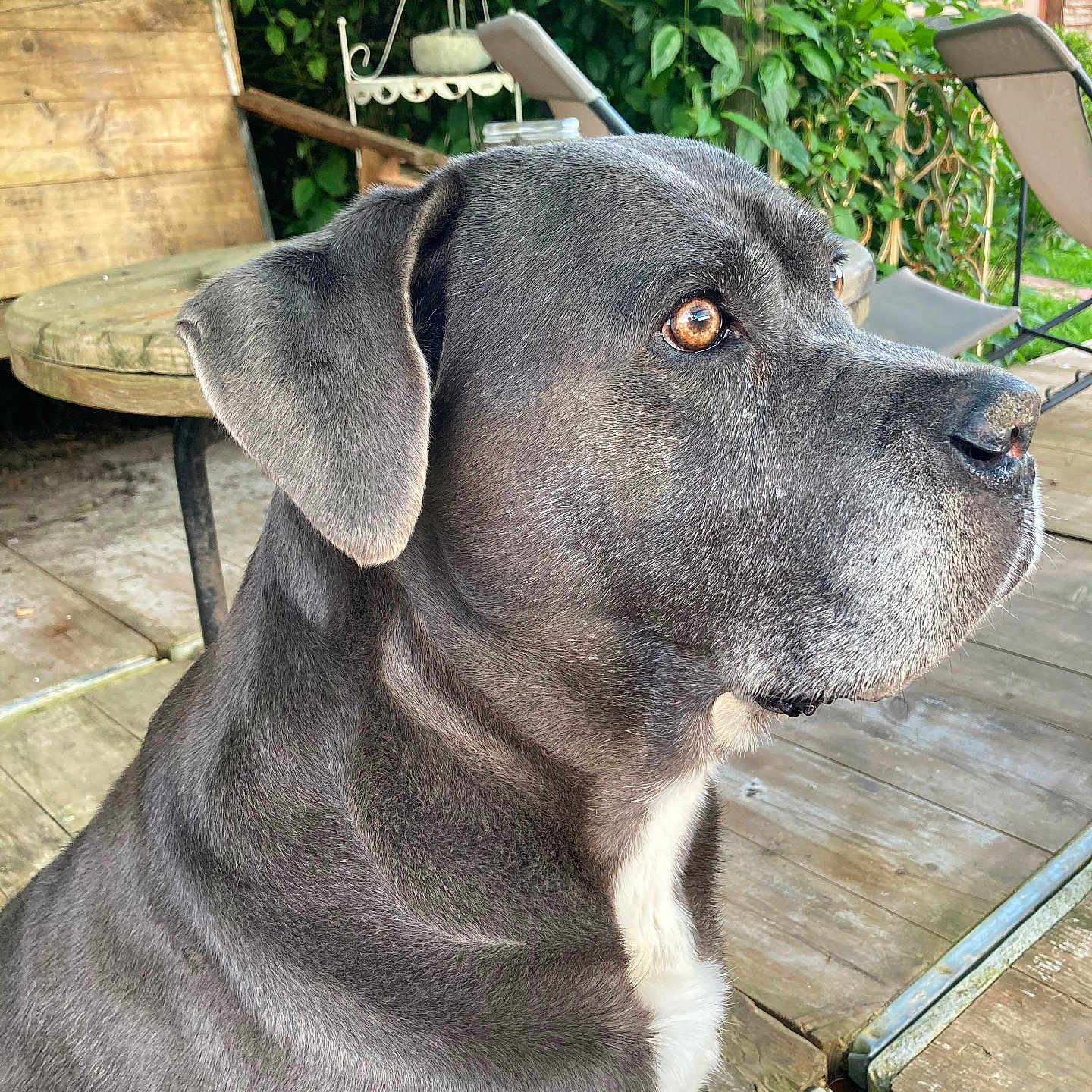 Janak participe au concours pour gagner de l'argent avec cette photo : animal, brown_eyes, calm, chair, daylight, dog, ears, fur, garden, gray_dog, greenery, nature, outdoor, pet, relaxation, side_view, sitting, snout, table, wooden_deck