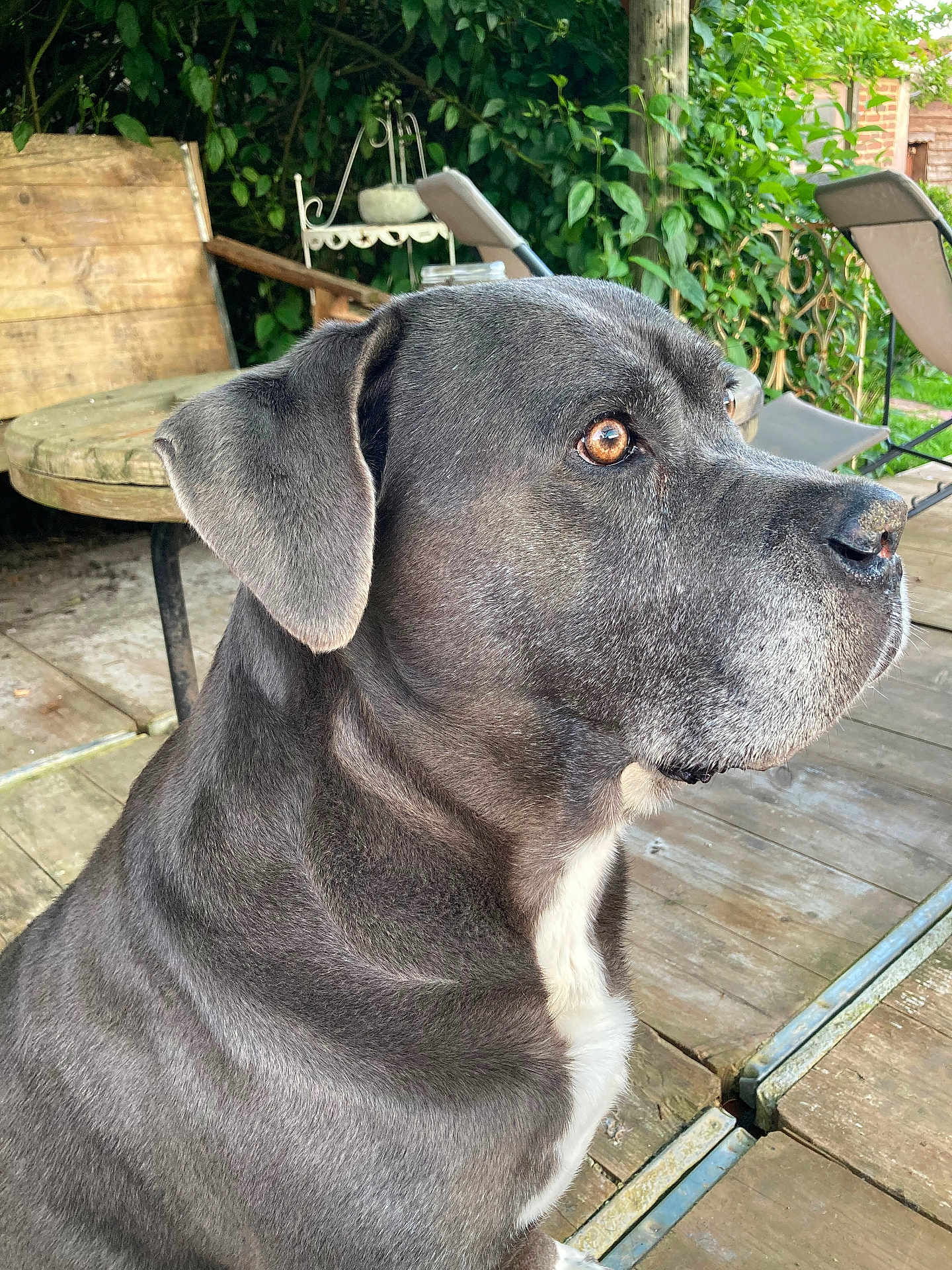 Janak participe au concours pour gagner de l'argent avec cette photo : dog, gray_dog, outdoor, wooden_deck, garden, greenery, chair, table, pet, animal, side_view, brown_eyes, fur, ears, snout, calm, sitting, daylight, nature, relaxation