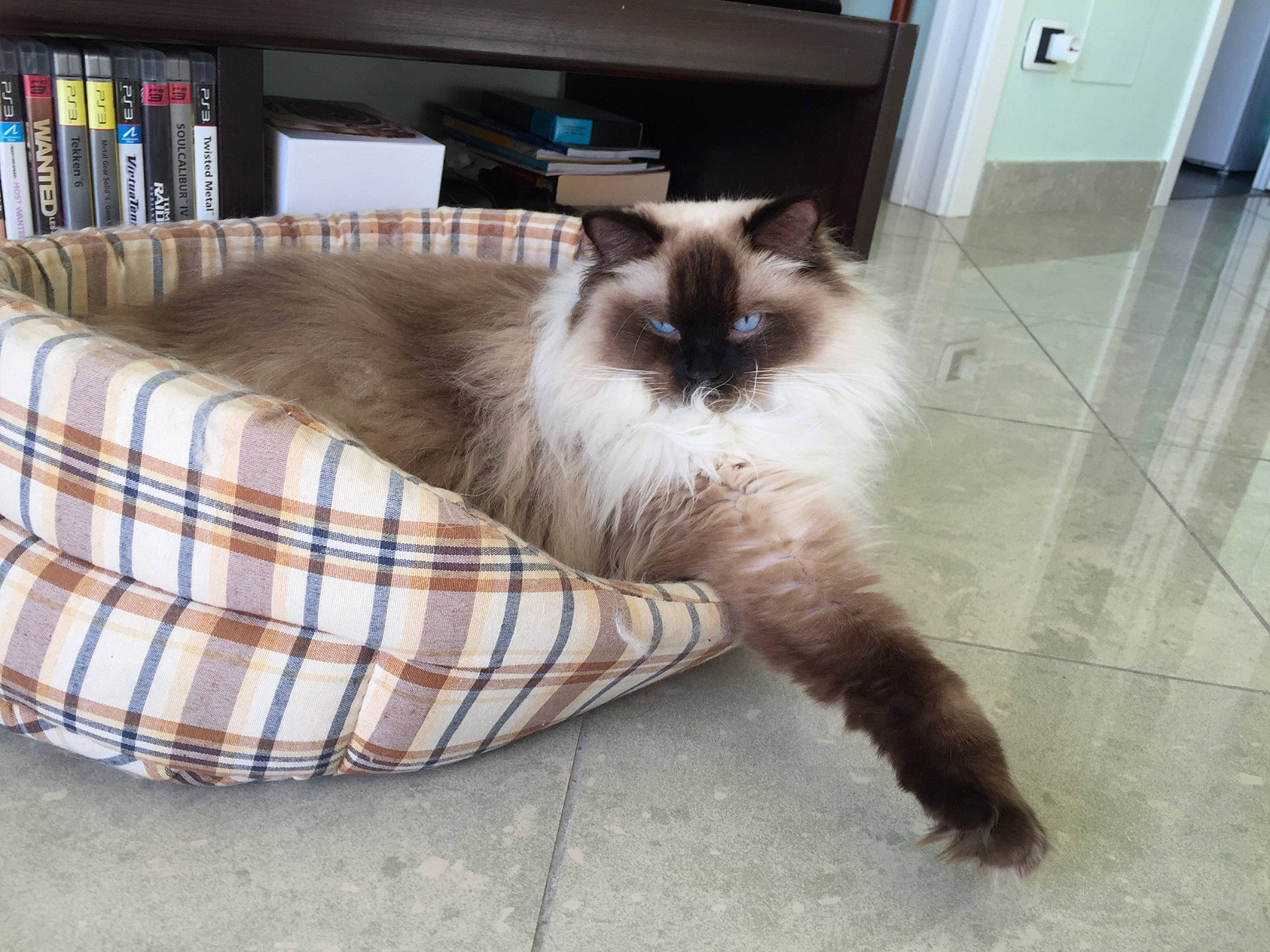 Maddie participe au concours pour gagner de l'argent avec cette photo : balinese, birman, carnivore, cat, domestic_long_haired_cat, felidae, fur, himalayan, mammal, norwegian_forest_cat, ragamuffin, ragdoll, siamese, small_to_medium_sized_cats, snowshoe, tail, thai, tonkinese, vertebrate, whiskers