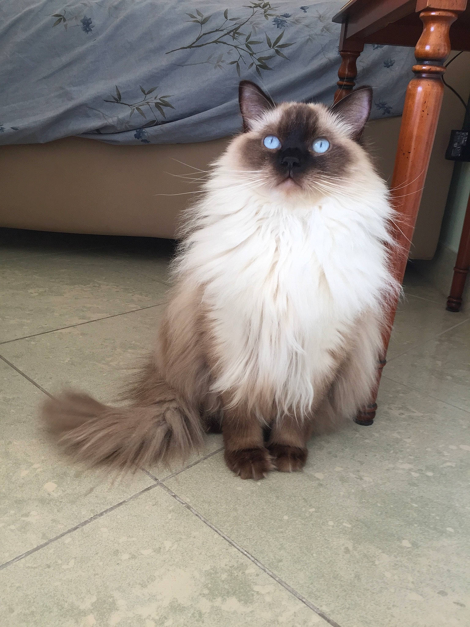 Maddie participe au concours pour gagner de l'argent avec cette photo : asian_semi_longhair, balinese, birman, british_semi_longhair, carnivore, cat, domestic_long_haired_cat, fawn, felidae, fur, himalayan, mammal, persian, ragdoll, siamese, small_to_medium_sized_cats, thai, tonkinese, vertebrate, whiskers