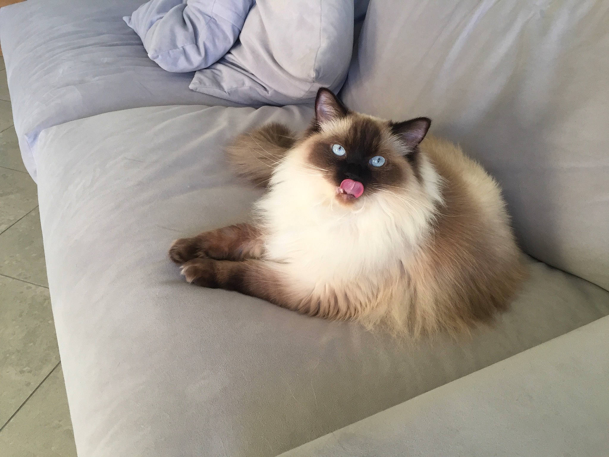 Maddie a rejoint le concours — aidez-le/la à gagner de superbes lots ! balinese, birman, carnivore, cat, domestic_long_haired_cat, fawn, felidae, fur, himalayan, mammal, ragamuffin, ragdoll, siamese, small_to_medium_sized_cats, snowshoe, tail, thai, tonkinese, vertebrate, whiskers
