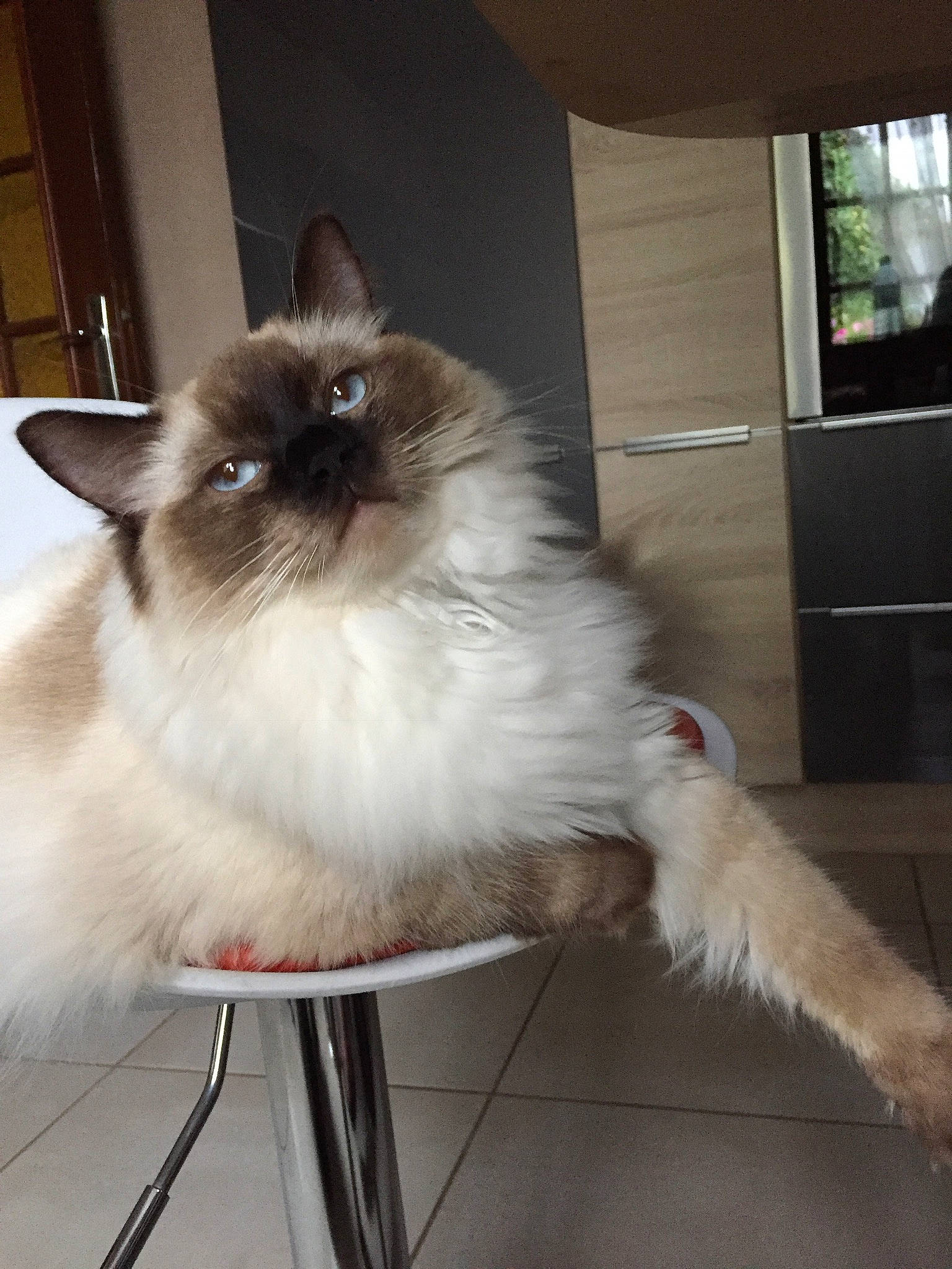 Maddie participe au concours pour gagner de l'argent avec cette photo : asian_semi_longhair, balinese, birman, british_semi_longhair, carnivore, cat, domestic_long_haired_cat, fawn, felidae, himalayan, kitten, mammal, ragdoll, siamese, small_to_medium_sized_cats, tail, thai, tonkinese, vertebrate, whiskers