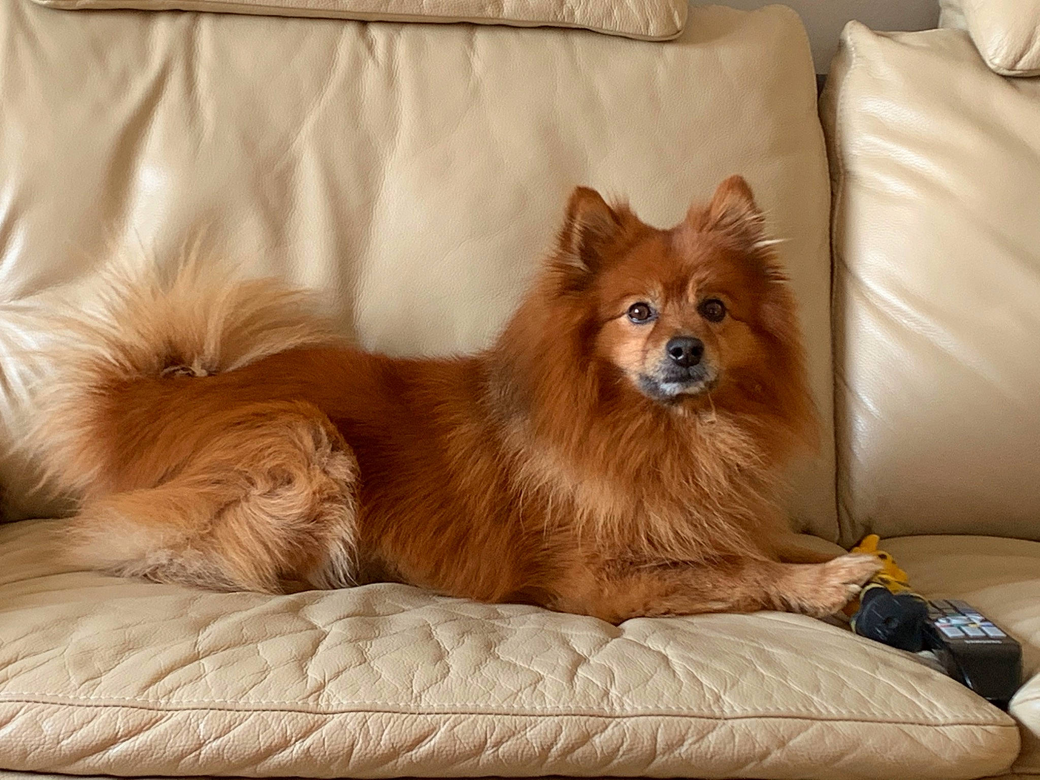 Idefix participe au concours pour gagner de l'argent avec cette photo : canidae, carnivore, comfort, companion_dog, dog, dog_breed, dog_supply, fawn, fur, german_spitz, liver, plant, snout, spitz, sporting_group, tail, terrestrial_animal, volpino_italiano, whiskers, working_animal