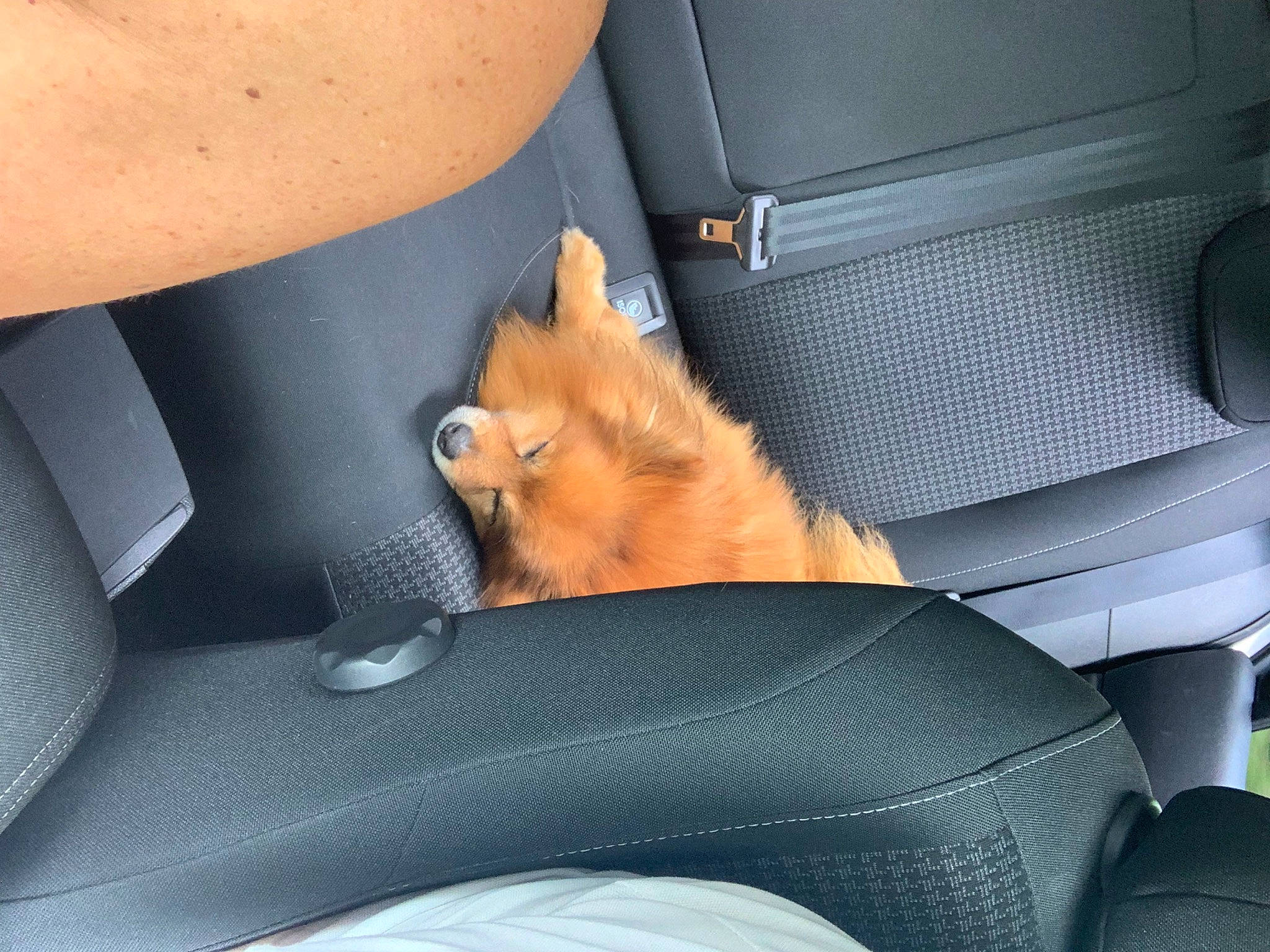 Idefix a rejoint le concours — aidez-le/la à gagner de superbes lots ! armrest, auto_part, automotive_exterior, car_seat, car_seat_cover, carnivore, comfort, electric_blue, family_car, fawn, felidae, human_leg, knee, motor_vehicle, personal_luxury_car, small_to_medium_sized_cats, thigh, vehicle, vehicle_door, windshield