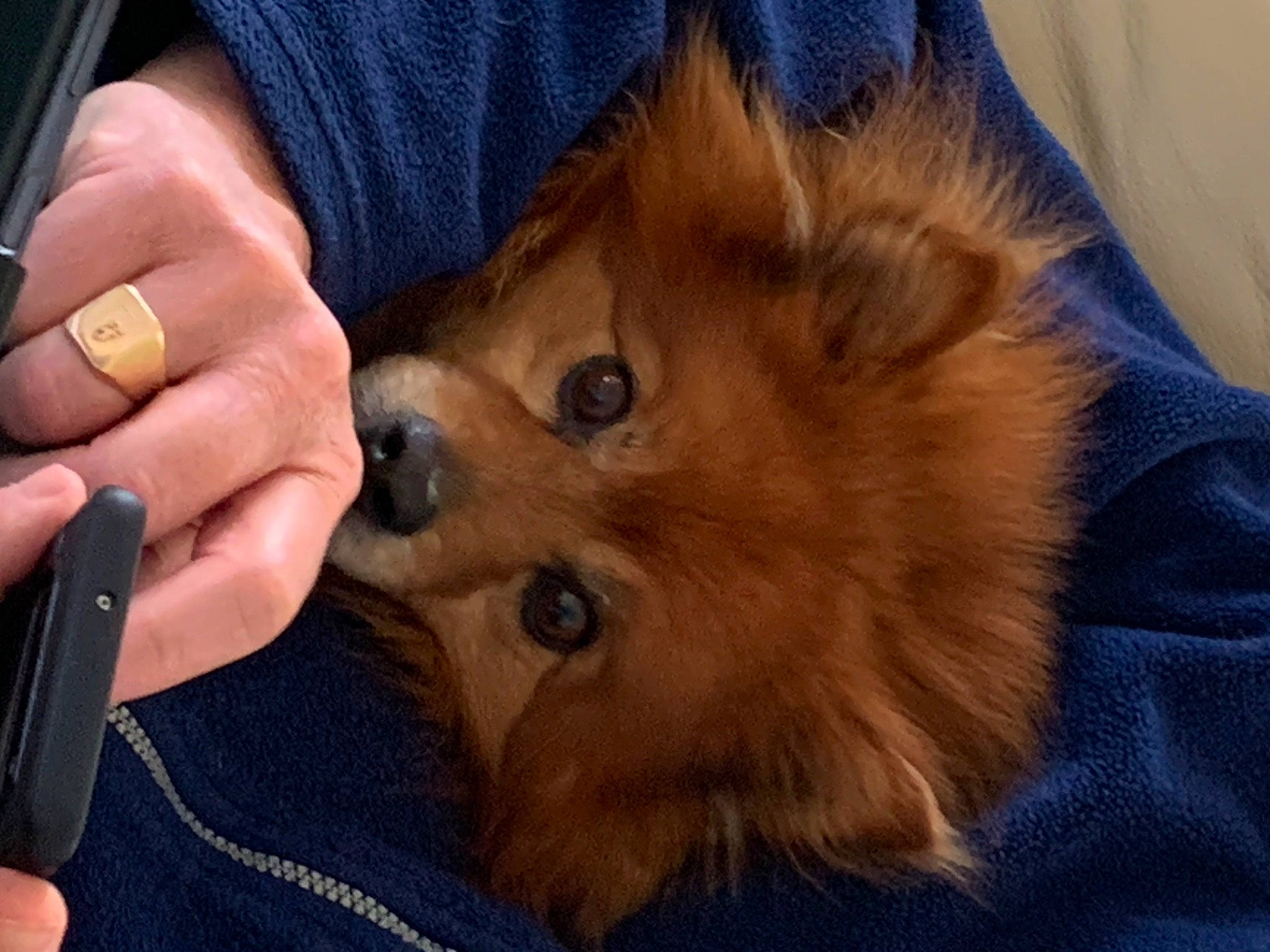 Idefix a rejoint le concours — aidez-le/la à gagner de superbes lots ! carnivore, companion_dog, dog, dog_breed, ear, fawn, fur, german_spitz, german_spitz_klein, german_spitz_mittel, nail, pomeranian, snout, spitz, sporting_group, toy_dog, volpino_italiano, whiskers, working_animal, wrist